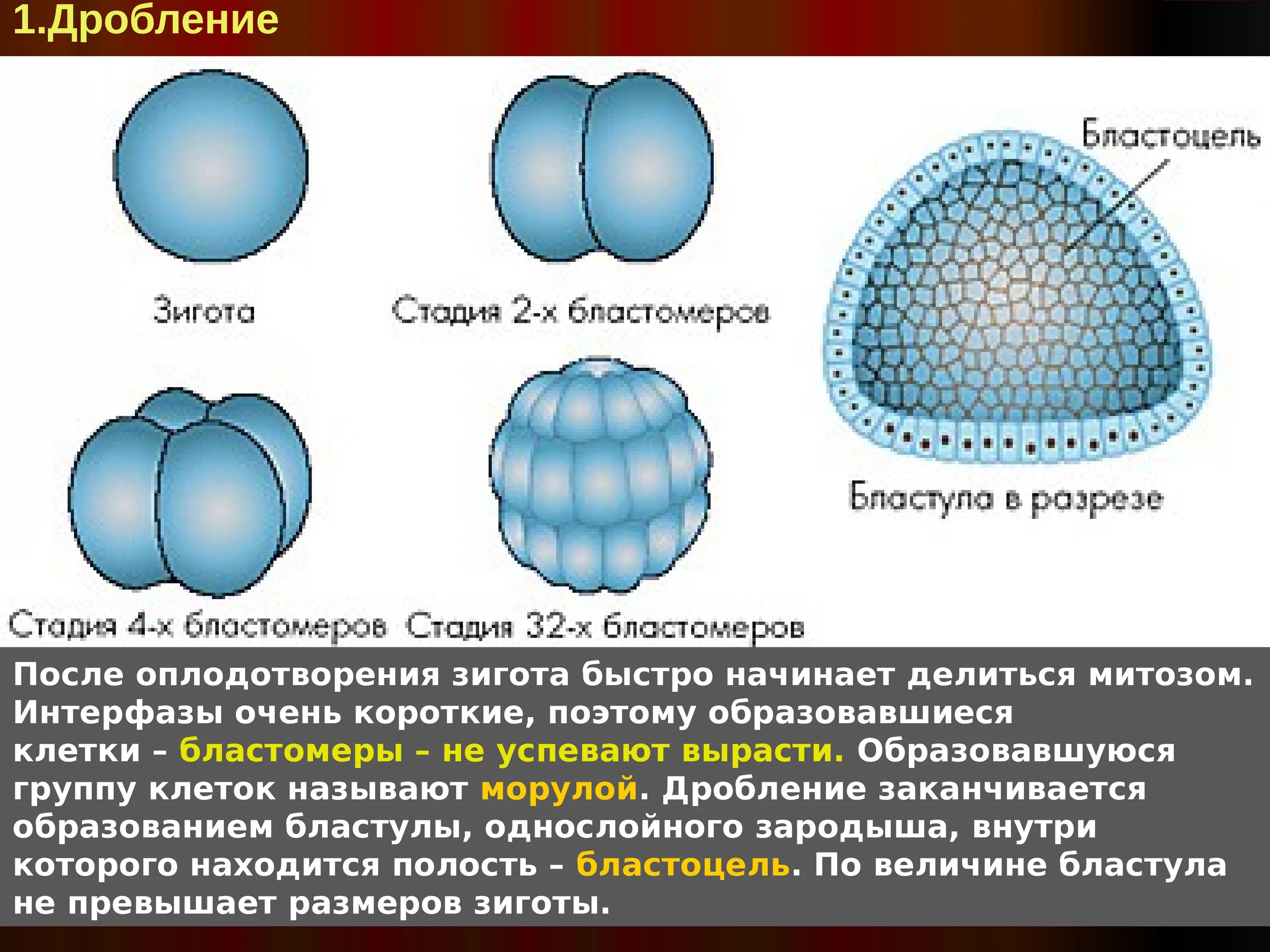 Морула бластула. Этапы эмбрионального развития стадия бластулы. Бластомеры в бластуле. Этапы развития эмбриона бластула.