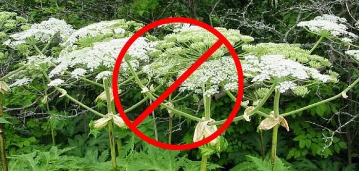 Памятка борщевик сосновского. Борщевик сосновского ожоги. Как избавиться от борщевика. Борщевик способы борьбы. Памятка по борьбе с борщевиком сосновского.