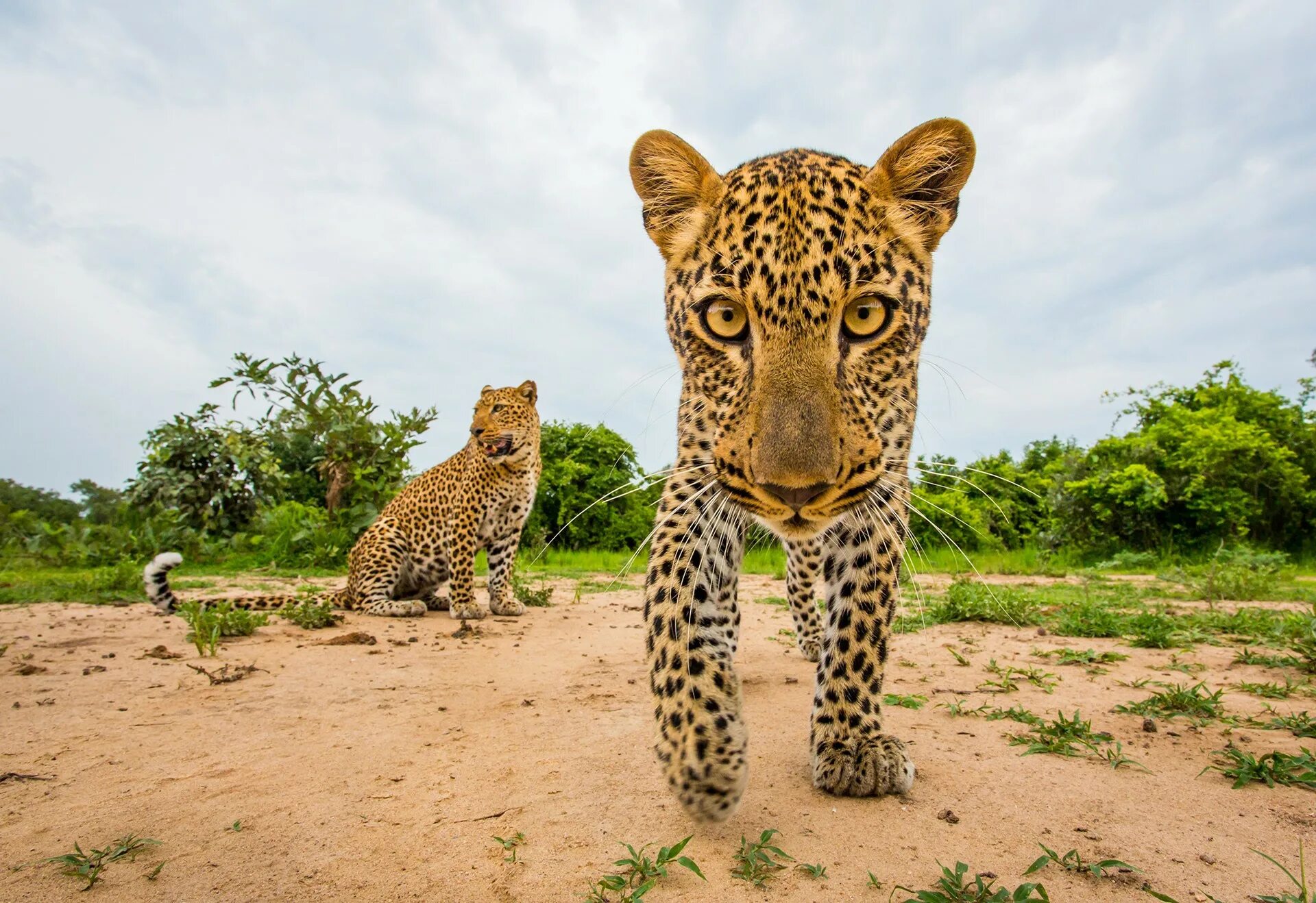 Животные саванны африканский слон. Слоны в дикой природе. Непарнокопытные тапиры. Animal will. Леопард в саванне.