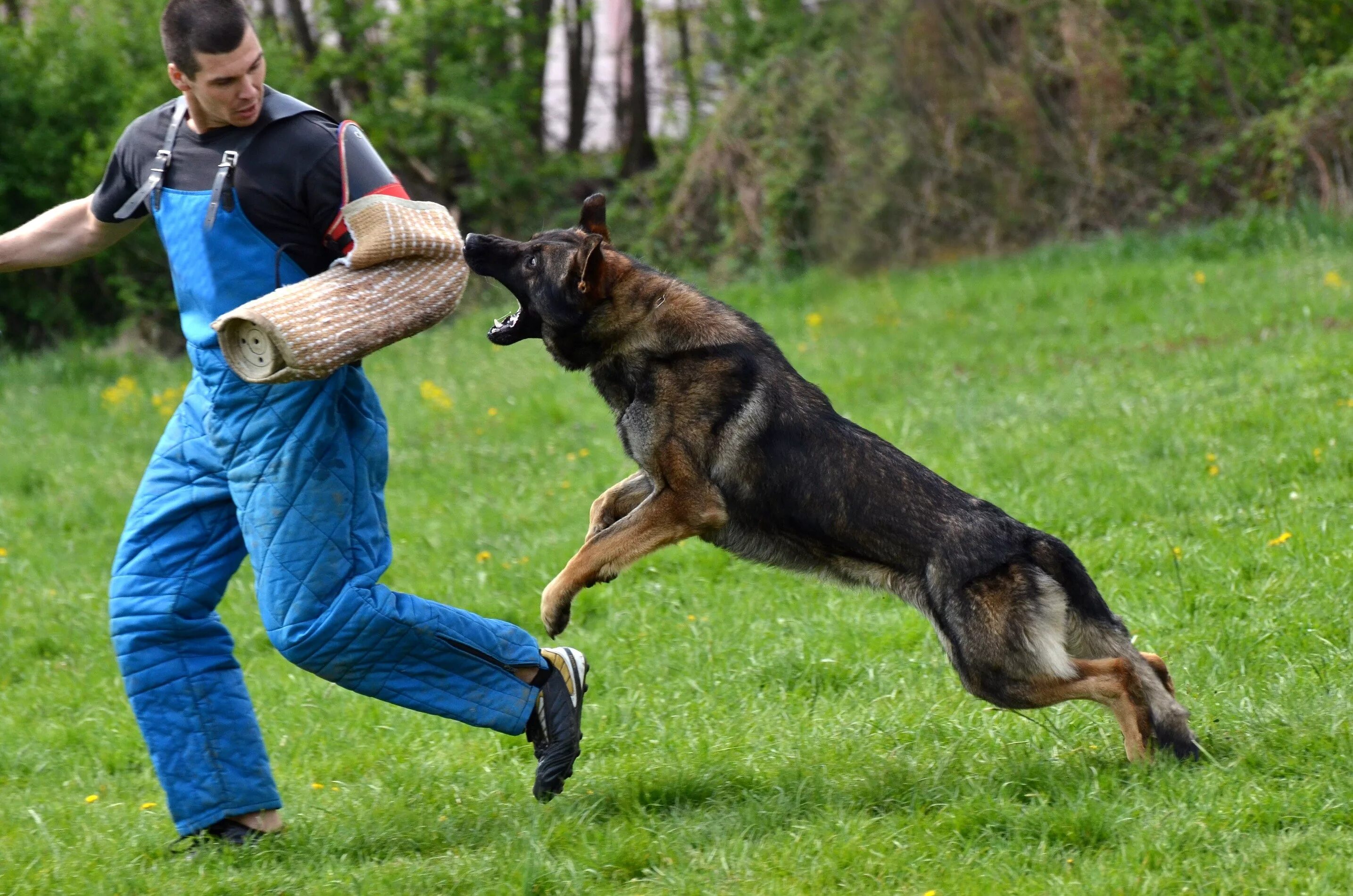 Now only dogs. Немецкая овчарка ЗКС. Восточноевропейская овчарка дрессура.