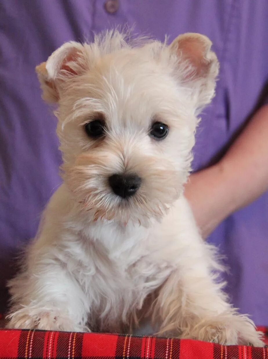 вест-хайленд-уайт-терьер питомник. вест хайленд вайт терьер. вестик терьер. вестхайлендский уайт терьер. выставочный вест хайленд уайт.