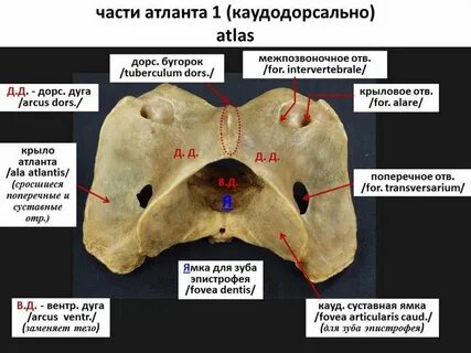 Атлант описание