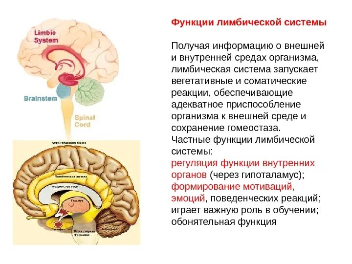 Лимбическая структура мозга. Лимбическая система мозга структура и функции. Лимбическая система мозга, её функции.. Лимбическая система строение и функции анатомия. Лимбическая система. Функции лимбической системы.