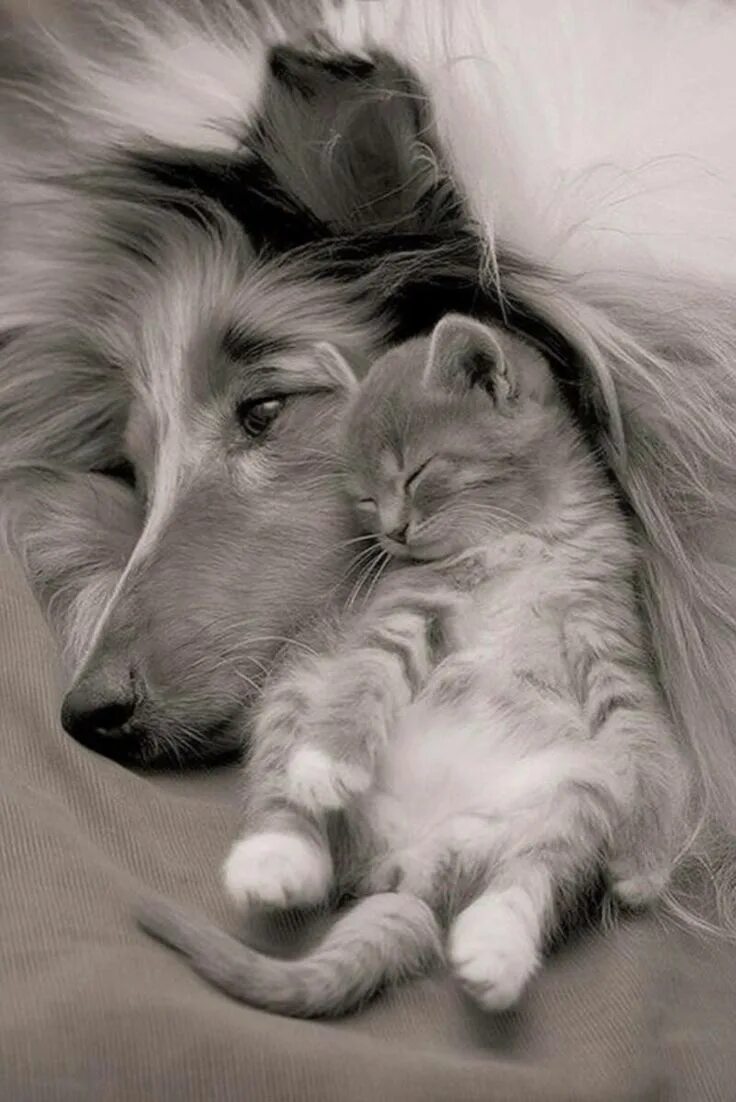 Мой любвеобильный братец. Трогательные животные. Кошки и собаки. Кошка и собака любовь. Спокойной ночи животные.