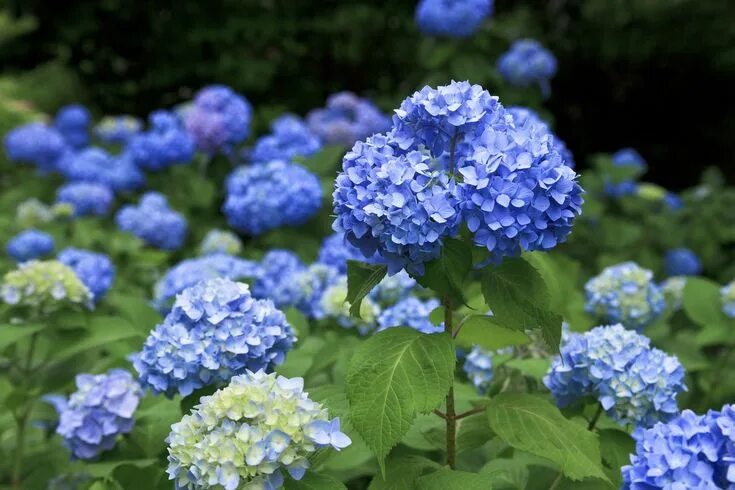 Hydrangea season in full swing. Hydrangea season, Hydrangea, Flowers