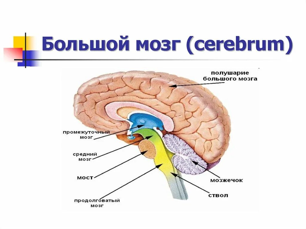 Что относится к головному мозгу. Головной мозг строение конечный мозг. Большой мозг анатомия строение. Конечный мозг функциональная анатомия конечного мозга. Строение большого мозга кратко.