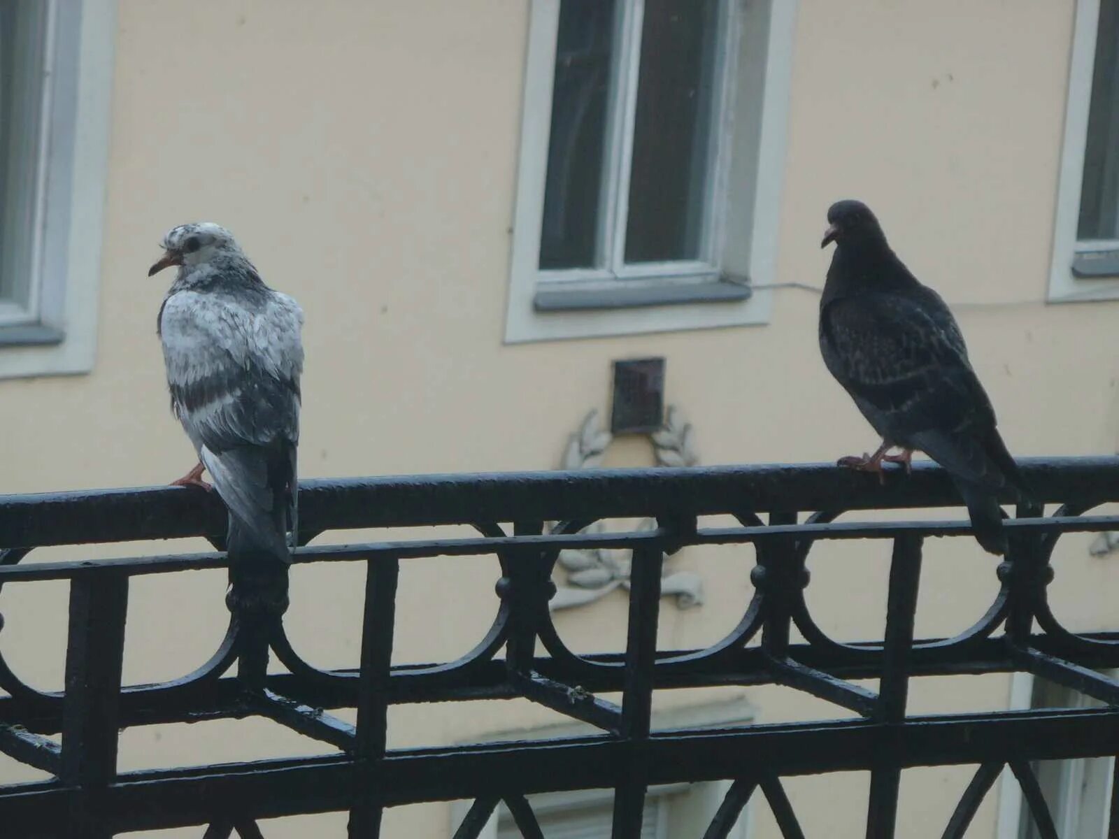 Голуби на балконе. Птицы на окна. Голубь на подоконнике. Дом для голубей. Голубь на крыше дома примета