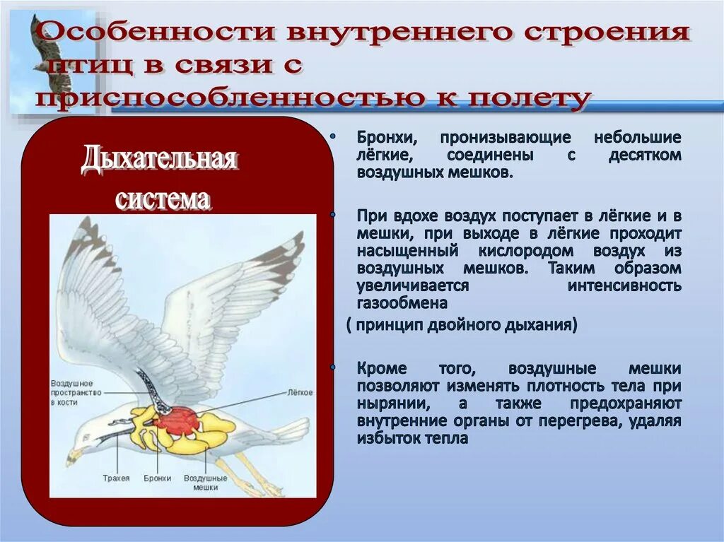 Внутреннее строение птиц. Внутреннее строение птиц характеристика. Особенности внутреннего строения птиц. Особиности строения " птиц".