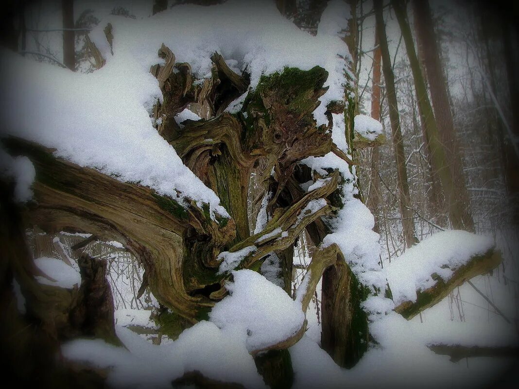 сосны цветы лес. сонный лес. песня засыпает лес фото. лес ещё спит. видеть лес во сне.