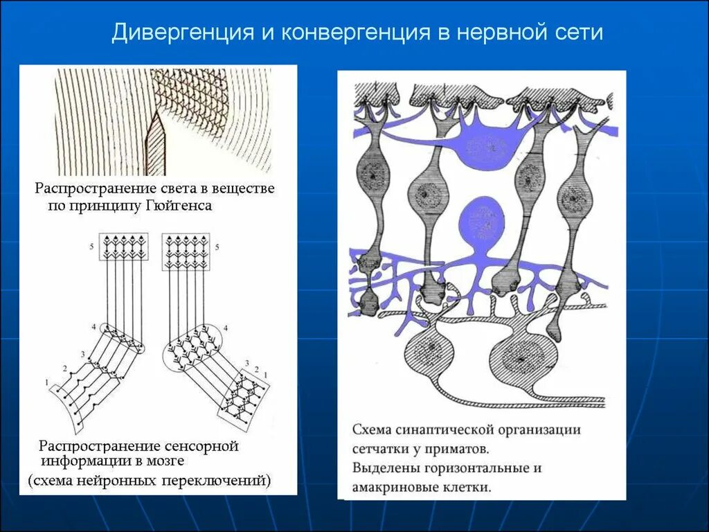 Дивергенция и конвергенция. Дивергенция и конвергенция схема. Дивергенция и конвергенция таблица. Дивергенция и конвергенция ЕГЭ биология.