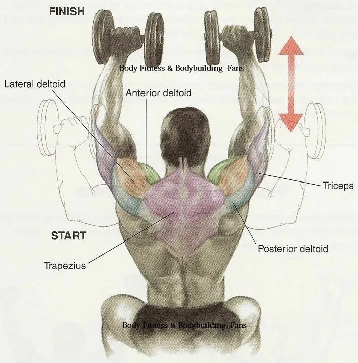 Передние пучки дельтовидных. Средние пучки дельтовидных мышц. Передний пучок дельтовидной мышцы. Упражнения на пучки дельтовидных мышц. Жим гантелей сидя какие мышцы.