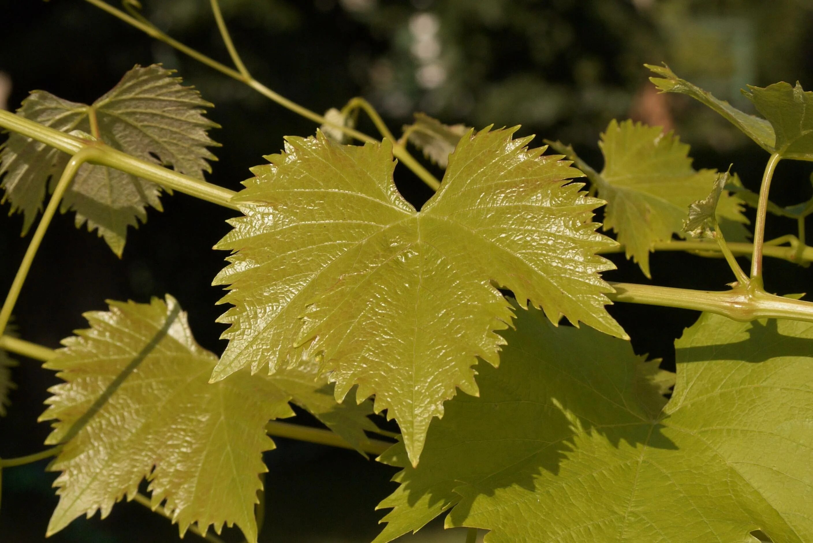 Листья виноградной лозы. Виноградный лист. Листок винограда. Виноградная лоза листья. Виноградный листик.