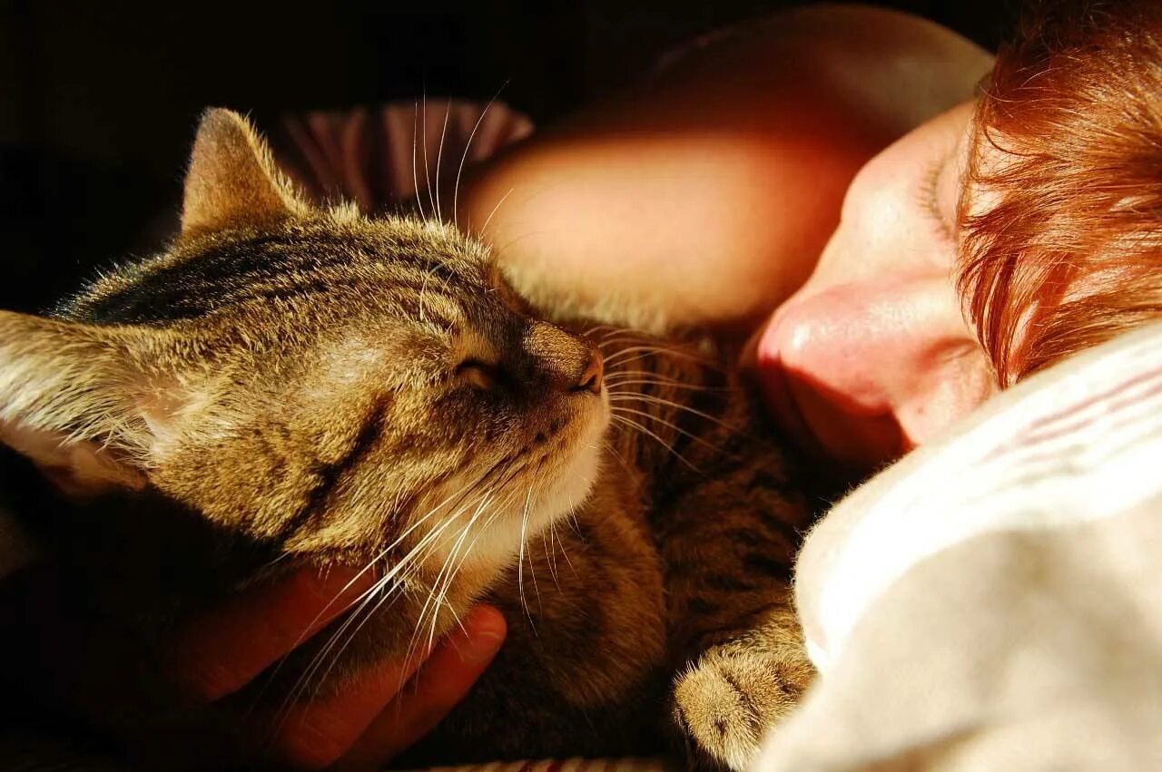 Почему кот рядом с хозяином. Кошка спит. кошка спит с хозяином. кот спит с хозяйкой. кошка спит на человеке.