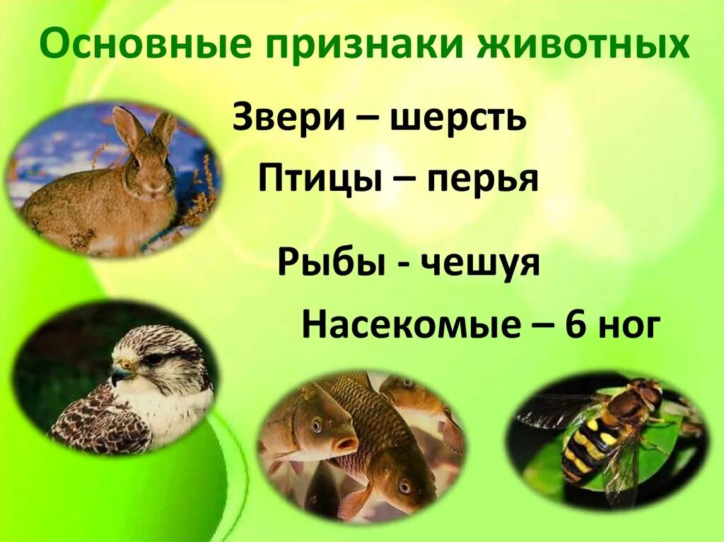 Признак животных окружающий мир