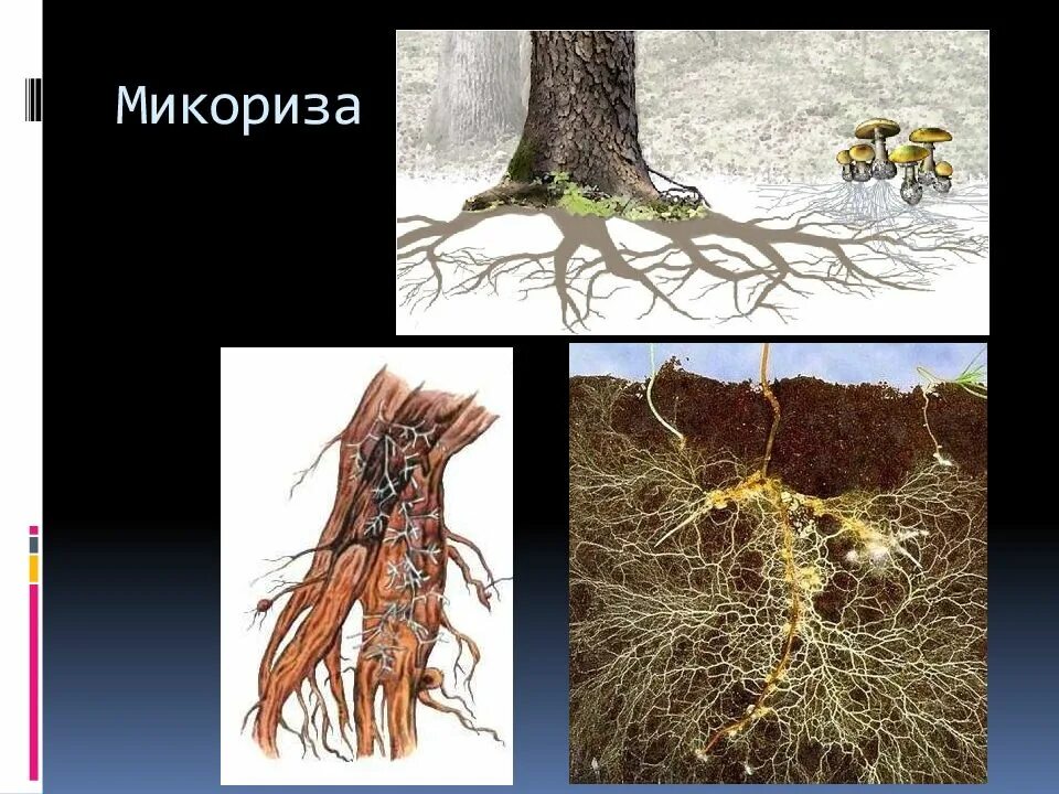 Образуют микоризу с корнями растений. Микориза грибокорень. Грибная микориза. Эктотрофная микориза. Микориза осины.