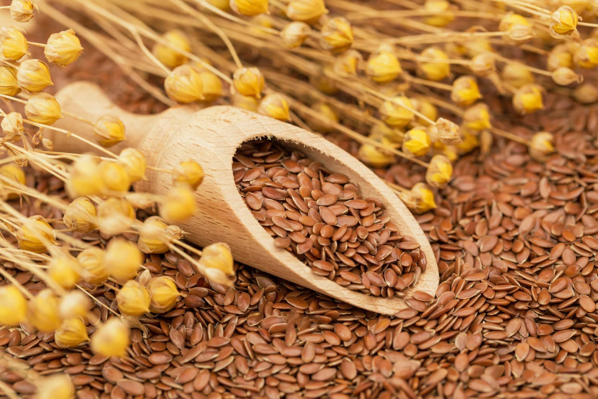 Пшеница злаковая культура. Зигир уруги. Семена растений. Кукуруза подсолнечник зерновые. Зерновые овощи.