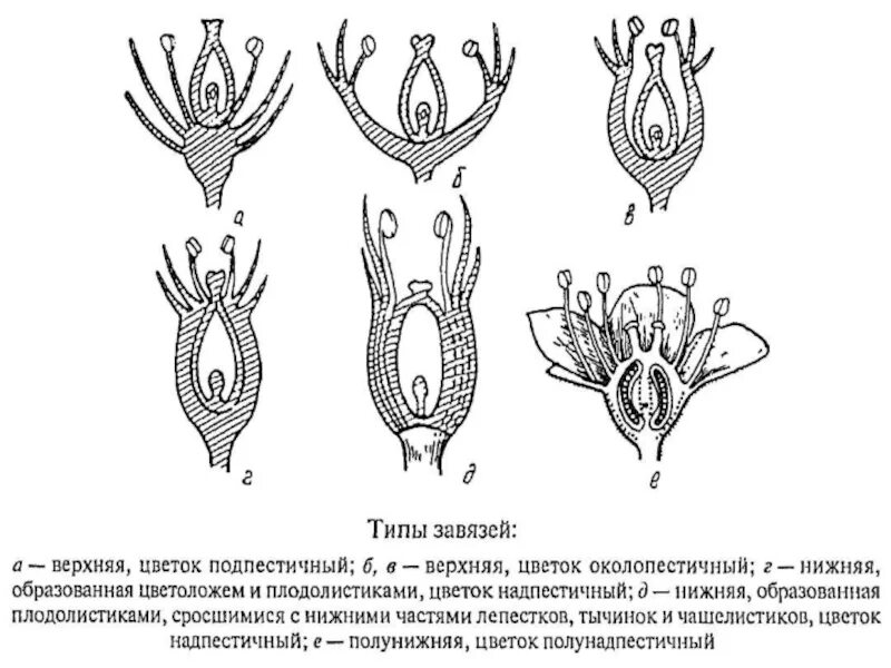 Где находится завязь у цветка. Типы завязи по характеру срастания плодолистиков. Типы плацентации семязачатков. Типы гинецея и завязи. Цветоложе гинецей.