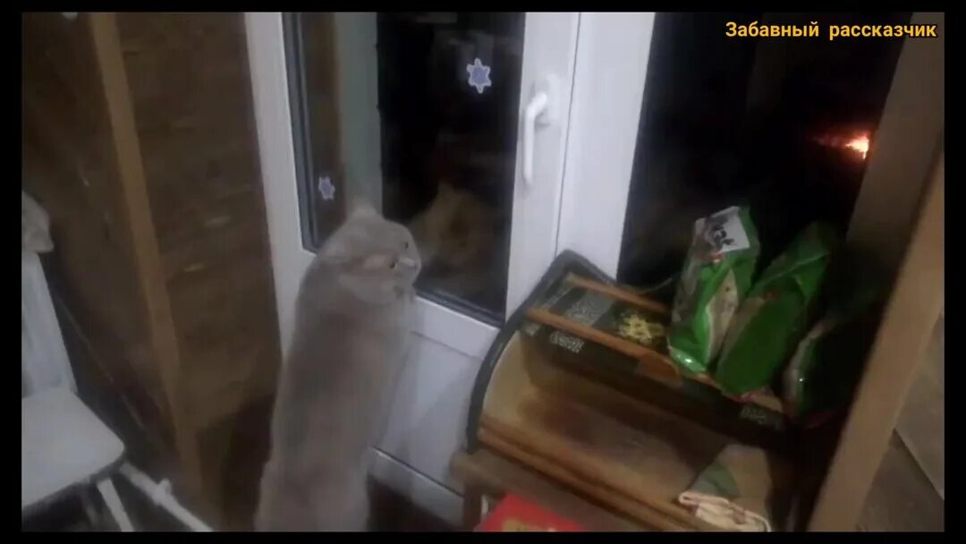 Открой дверь говорящий кот. Кот говорит Открой дверь. Открой мне дверь кот.