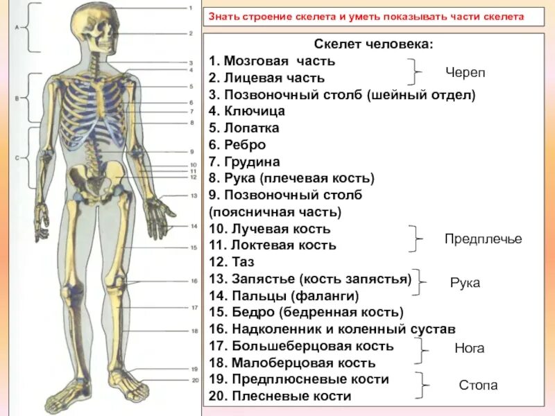 Функции скелета анатомия. Основные отделы и строения скелета человека. название костей скелета туловища. скелет туловища отделы функции кости. строение скелета человека по отделам.