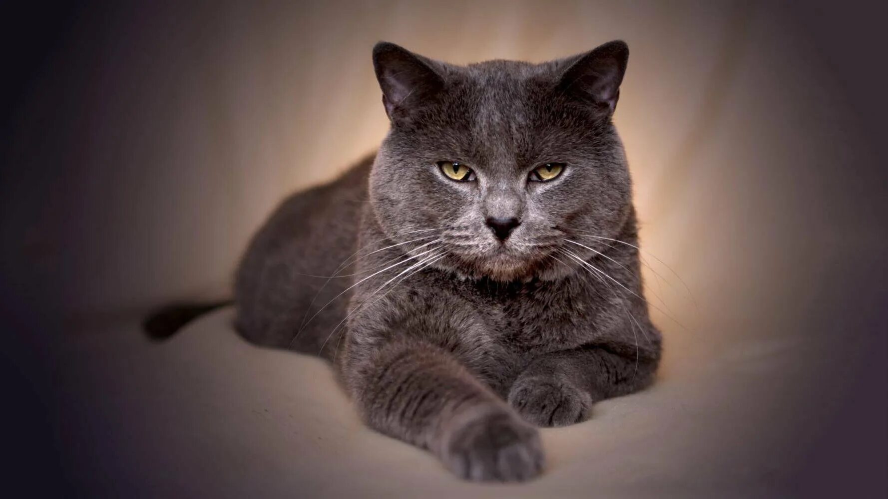 Порода кошек французский шартрез. Французская кошка. Порода кошек французский шартрез. Порода кошек шартрез. Картезианская кошка шартрез.