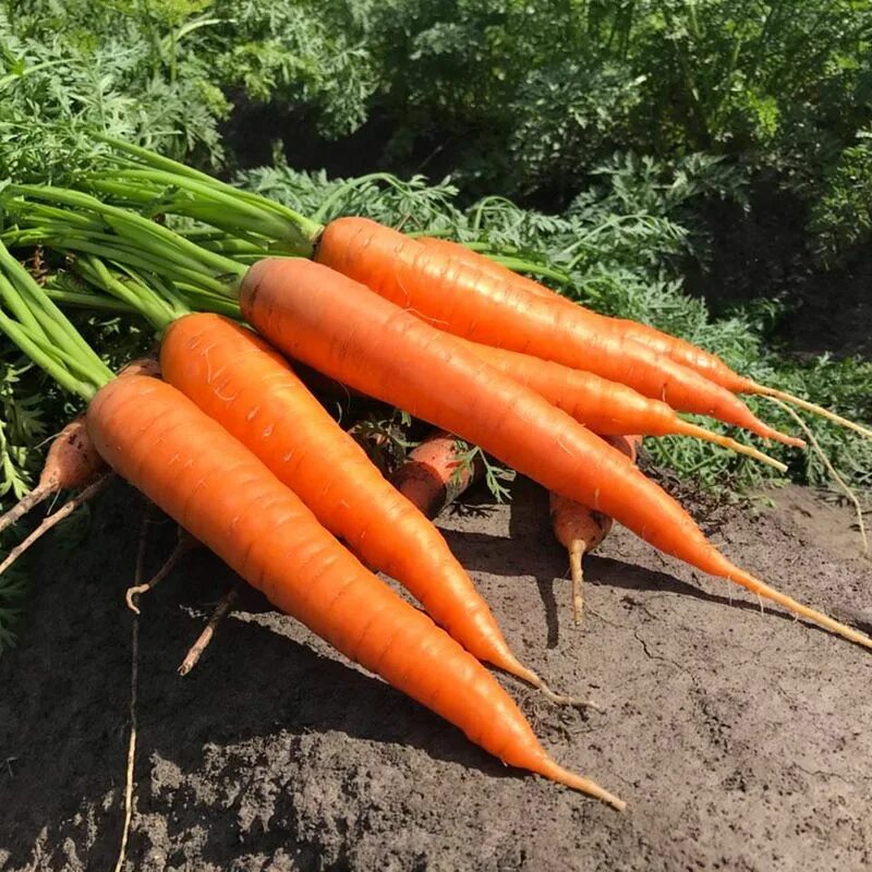 Морковь гибриды. Морковь Сильвано f1. Морковь f1. Семена Вилморин морковь. Морковь Ромасо f1.