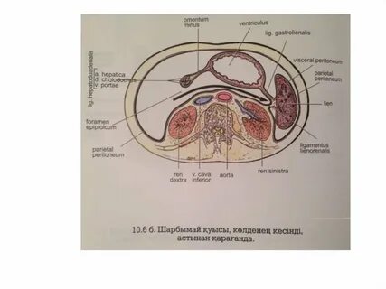 Тамаша жопы бар аққұба жігіттің толқыған әтешіне тез секіреді