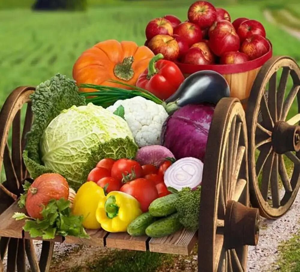 Осенний урожай технология 1 класс. Сбор урожая. Сбор урожая. Осенний урожай технология 1 класс. Картинки тема недели урожай.