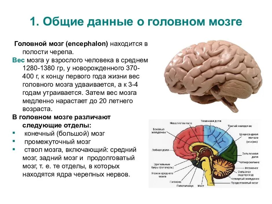 Высший отдел головного мозга. Строение головного мозга спереди. анатомия и топография отделов головного мозга. структурно-функциональное строение мозга.