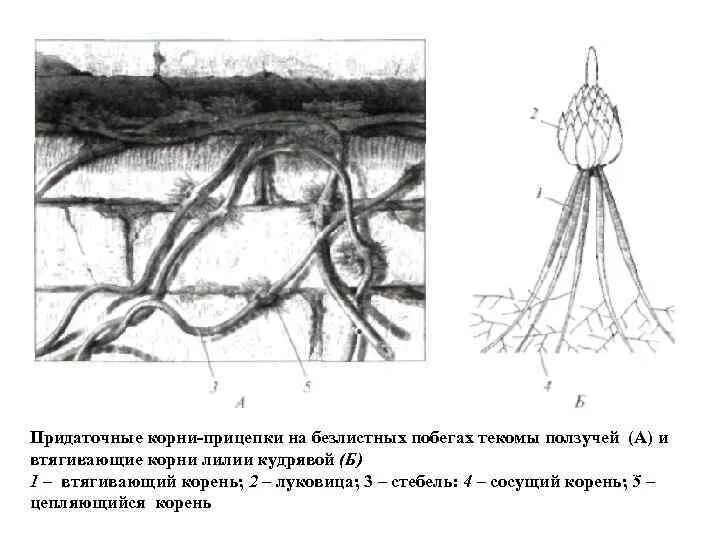 Корни прицепки функции. Контрактильные корни лилии. сократительные втягивающие корни. контрактильные корни функции. втягивающие корни строение.