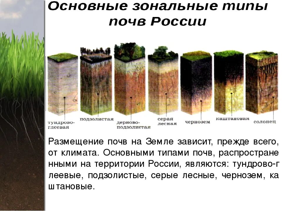 Какая природная зона самая плодородная почва чернозем. Типы почв России рисунок. Типы почв на территории России. Самые распространенные почвы. Почва типы почв.