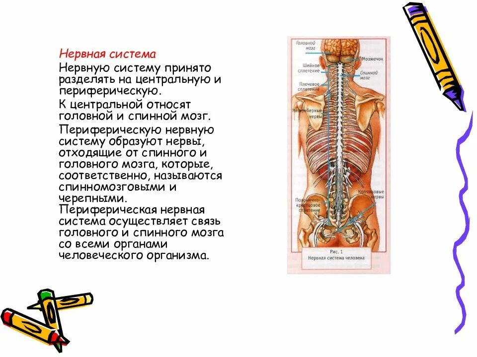 Нервная система образована головным спинным мозгом. Спинной мозг периферическая нервная система. головной мозг спинной мозг и нервы образуют систему. спинной и головной мозг образуют ………………………………..систему,. деление нервной системы на центральную и периферическую.