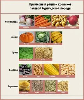 Можно кроликам кабачки сырые
