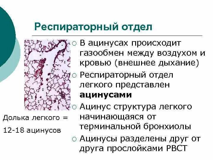 Респираторный отдел легких. Респираторный отдел легкого гистология. Респираторный отдел легкого ацинус. Респираторный отдел легких строение. Строение респираторного отдела.