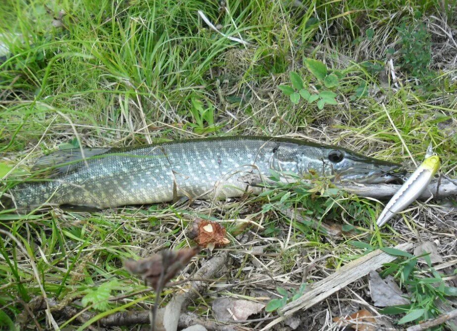 На что ловить щуку травянку Как поймать щуку травянку в игре my fishing World YouTube