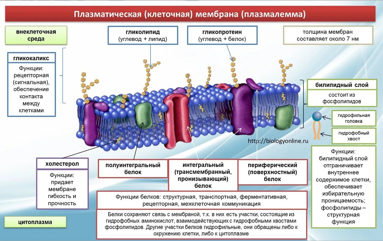 Строение и функции плазматической. Клеточная плазматическая мембрана функции. Структура клетки плазматическая мембрана. Плазматическая мембрана клетки строение и функции.