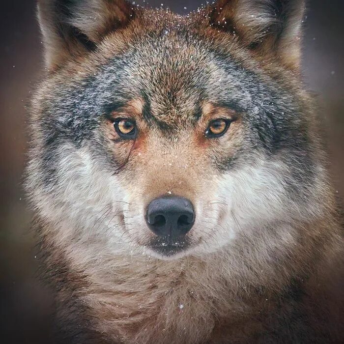 лицо волка. волк лицо фото. морда волка. волк санитар леса. мордочка волка.