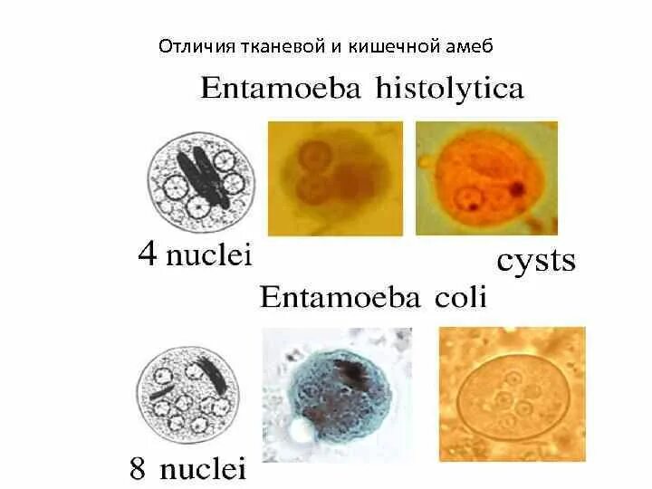 Entamoeba histolytica циста. Entamoeba coli циста. Entamoeba coli циста строение. Жизненный цикл кишечной амебы Entamoeba coli. Entamoeba coli в кале