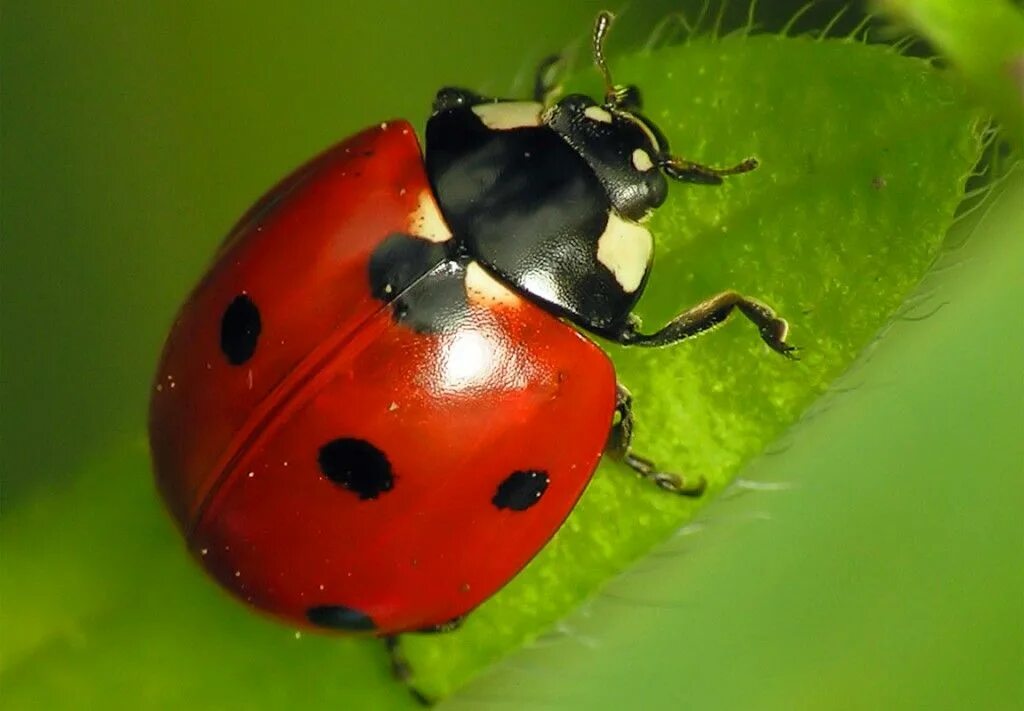 Божья коровка группа животных. Ladybird Божья коровка. Предостерегающая окраска. Предупреждающая окраска. Коровка тринадцатиточечная.