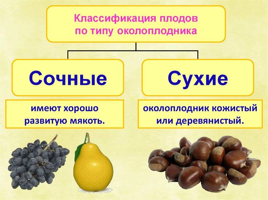 Назовите типы плодов. Классификация плодов по типу околоплодника. Классификация плодов по строению околоплодника. Классификация плодов по консистенции околоплодника. Сухой кожистый околоплодник.