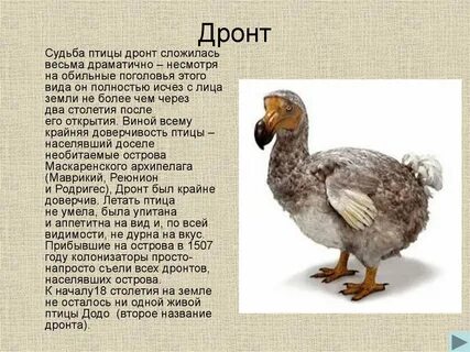Птица история