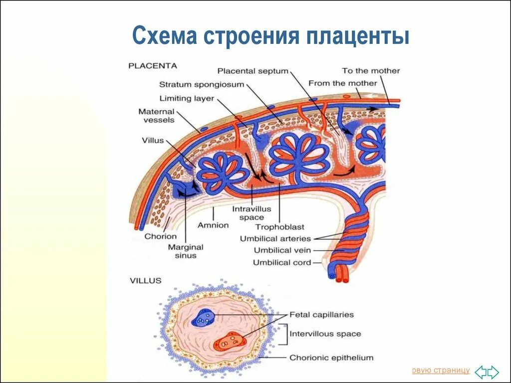 Плацента строение и функции анатомия. Структура и функции плаценты. Строение и функции плаценты человека. Механизм образования плаценты.