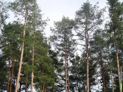 Пригородный лес тамбов