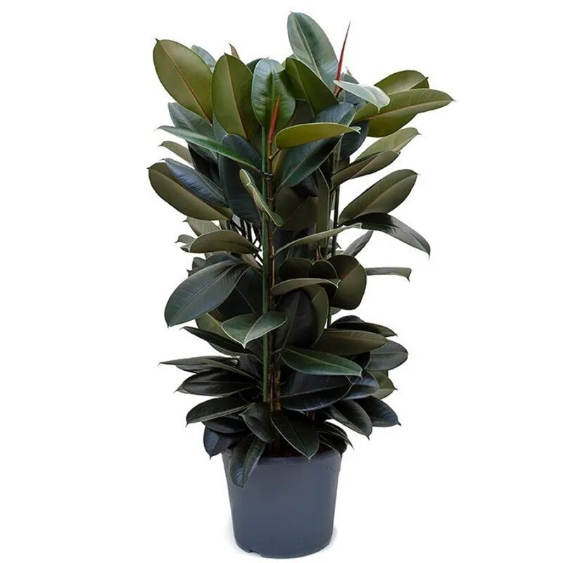 Фикус Абиджан. Ficus elastica Abidjan. Фикус каучуковый Абиджан. Фикус каучуконосный эластика. Фикусы недорого купить