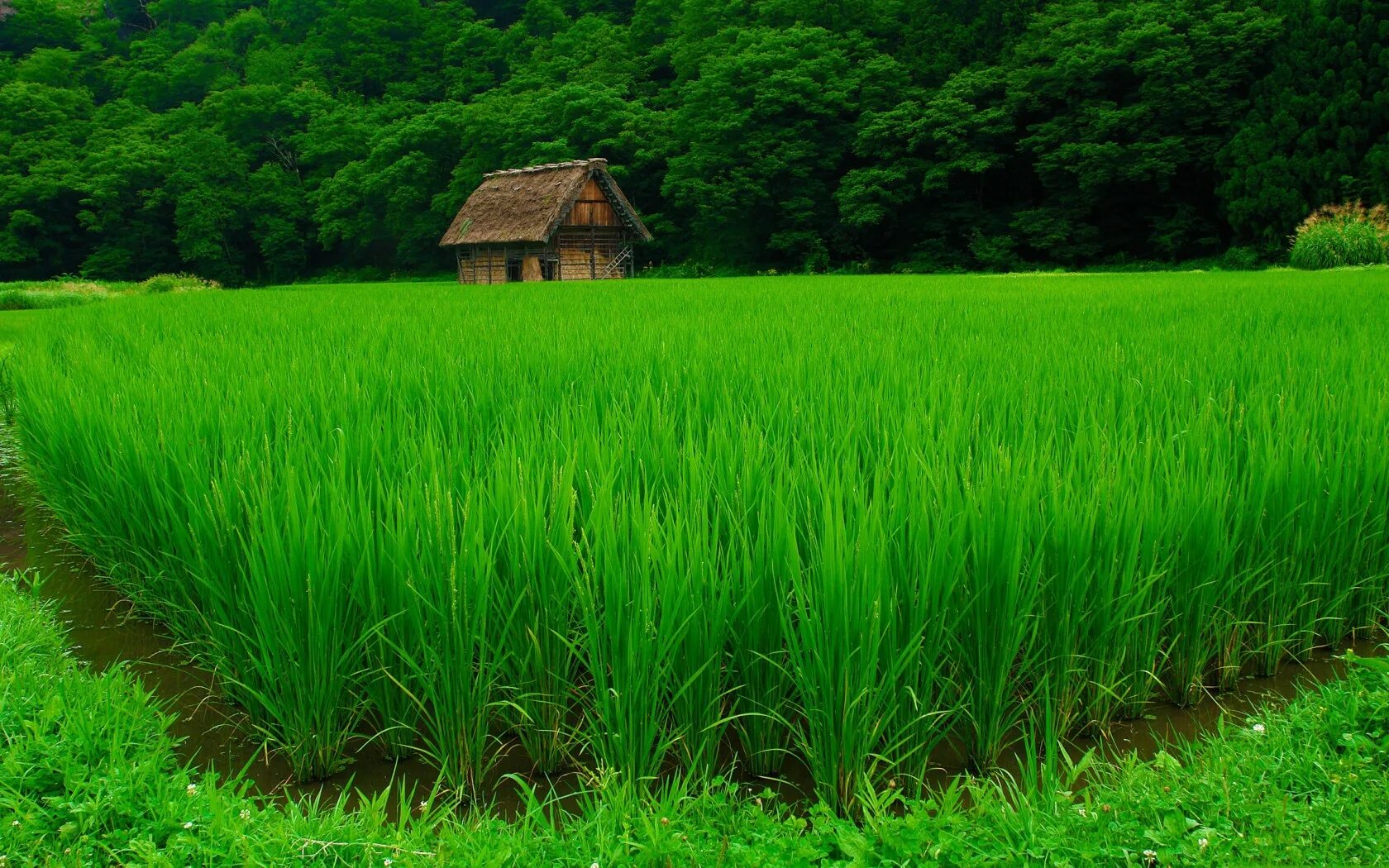 Село зелени. Зеленая природа. Природа зелень. Красивая трава. Зеленая трава.