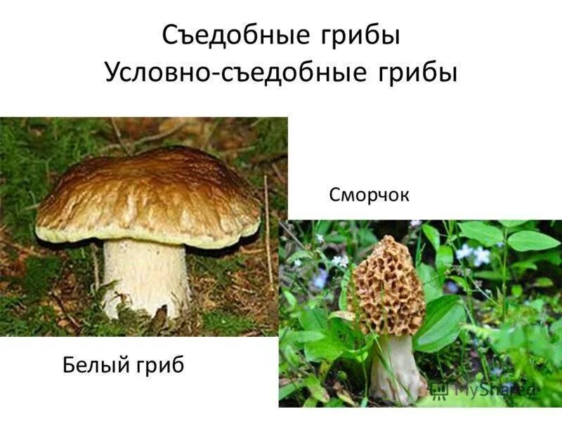 Строчки грибы съедобные и несъедобные. Условно съедобные грибы. Условноседобные грибы. Условно-съедобные грибы в картинках. Условно съедобные грибы фото.