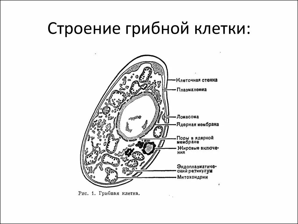 Клеточной мембране клетки грибов. Строение грибной клетки ЕГЭ биология. Строение грибной клетки рисунок с подписями. Схема строения клетки гриба рисунок. Схема строения клетки гриба 5 класс.