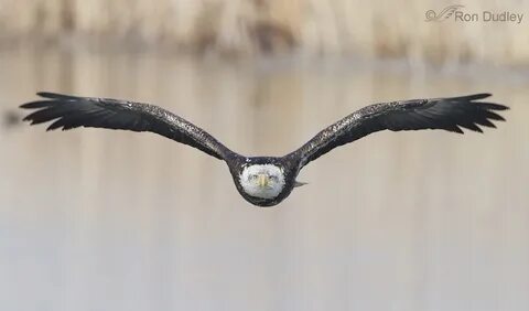 Flying towards you