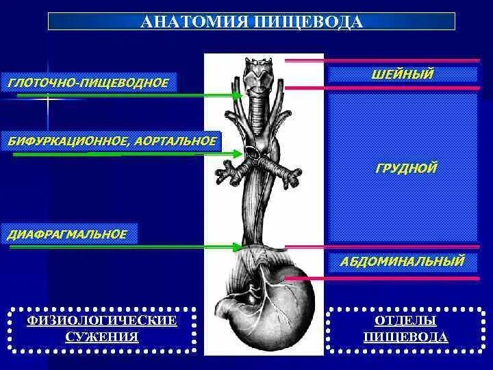 Уровни сужения пищевода