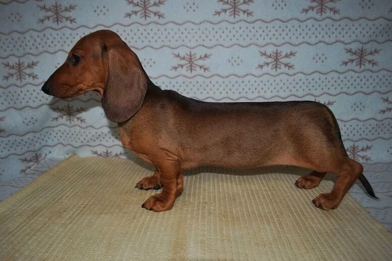 Вес щенка таксы в 2 месяца таблица. Щенок таксы 1 месяц. Такса выросла. Такса длинная. До какого возраста растут таксы.