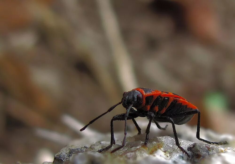 К бескрылым насекомым относятся. Клоп-солдатик – Pyrrhocoris apterus. Красноклоп бескрылый ( клоп-солдатик) (Pyrrhocoris apterus). Жук пожарник клоп солдатик. Жук клоп солдатик коричневый.